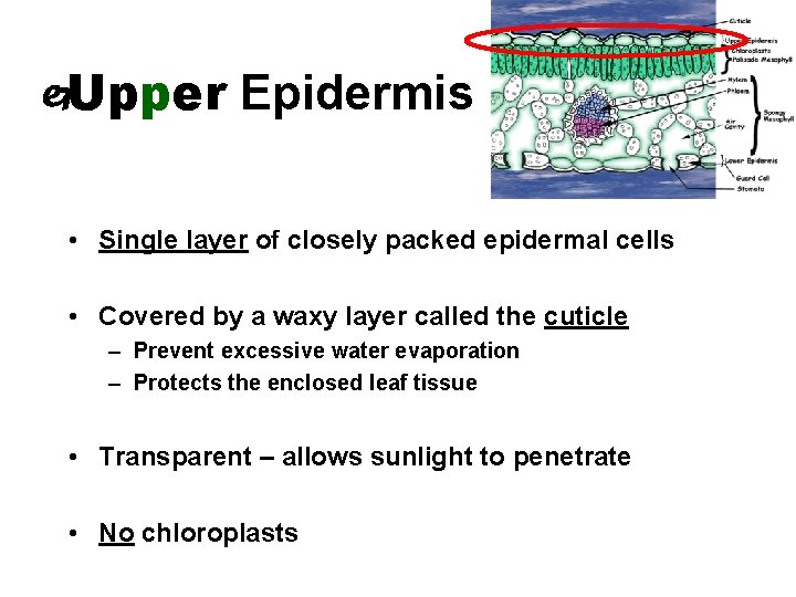  Upper Epidermis • Single layer of closely packed epidermal cells • Covered by