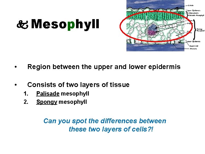  Mesophyll • Region between the upper and lower epidermis • Consists of two