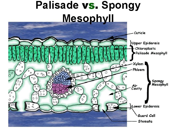 Palisade vs. Spongy Mesophyll 