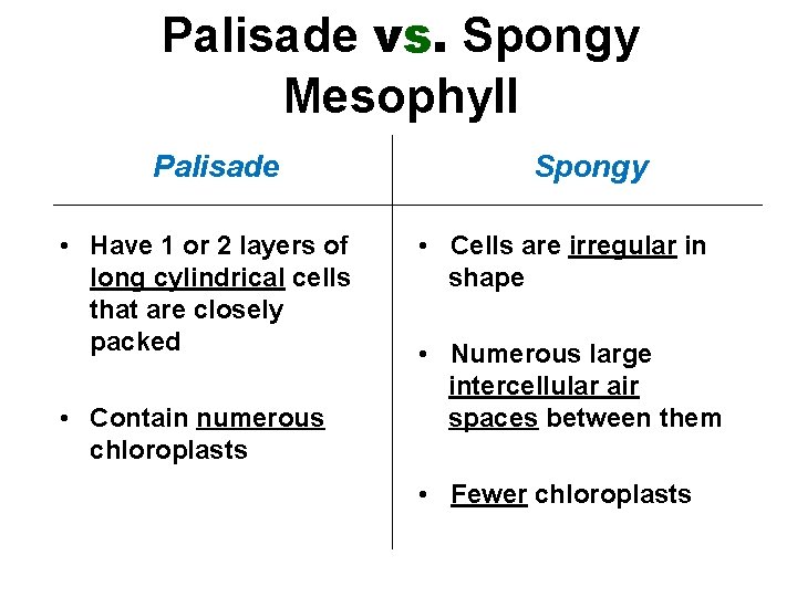 Palisade vs. Spongy Mesophyll Palisade • Have 1 or 2 layers of long cylindrical