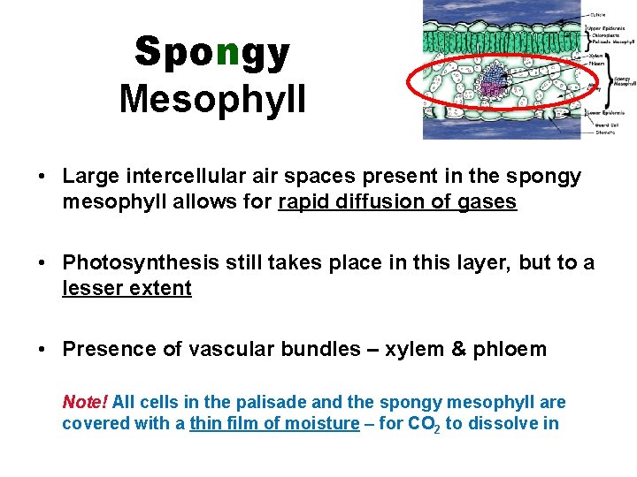 Spongy Mesophyll • Large intercellular air spaces present in the spongy mesophyll allows for
