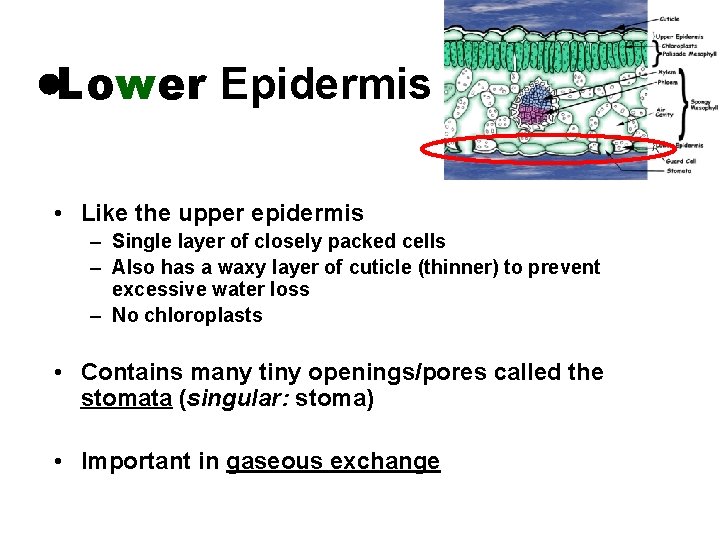  Lower Epidermis • Like the upper epidermis – Single layer of closely packed