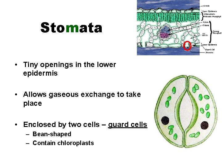 Stomata • Tiny openings in the lower epidermis • Allows gaseous exchange to take