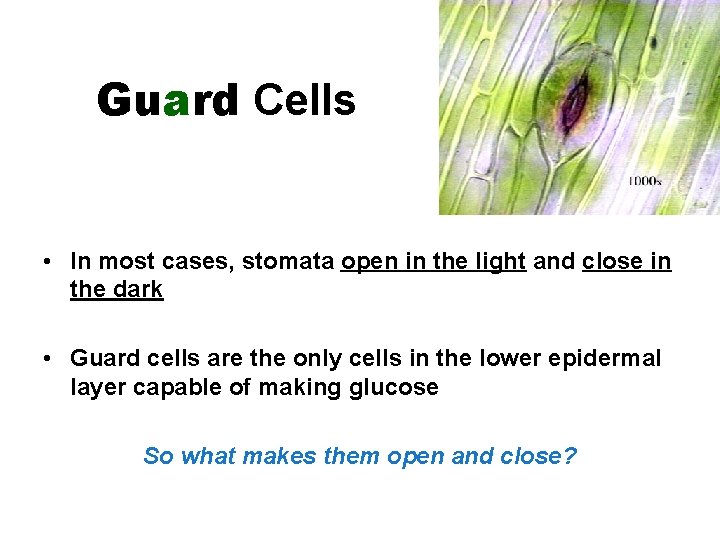 Guard Cells • In most cases, stomata open in the light and close in