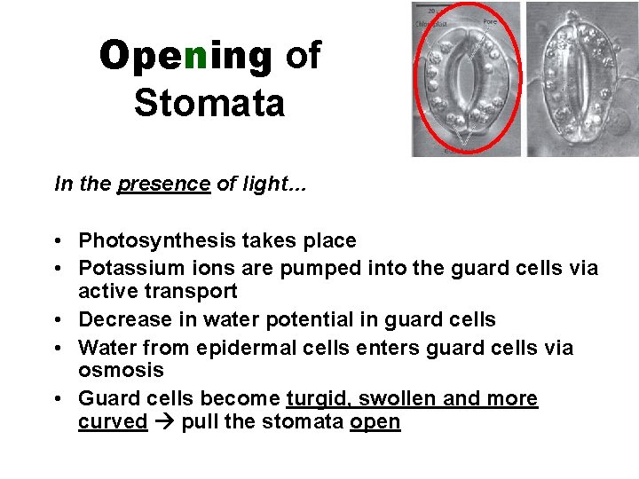 Opening of Stomata In the presence of light… • Photosynthesis takes place • Potassium