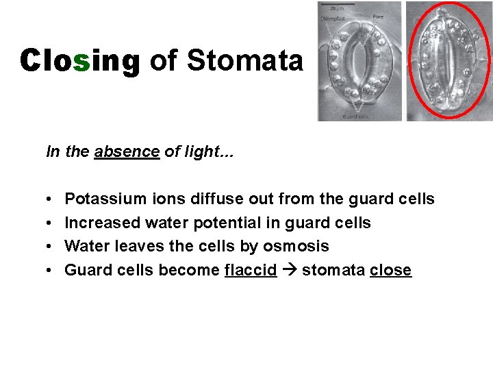 Closing of Stomata In the absence of light… • • Potassium ions diffuse out