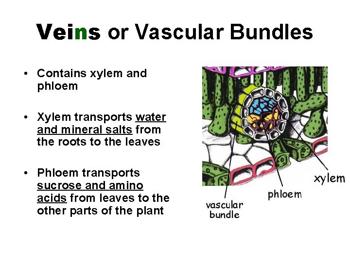 Veins or Vascular Bundles • Contains xylem and phloem • Xylem transports water and