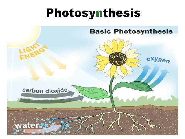 Photosynthesis 