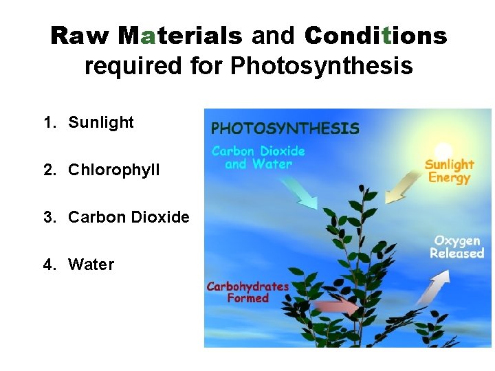 Raw Materials and Conditions required for Photosynthesis 1. Sunlight 2. Chlorophyll 3. Carbon Dioxide