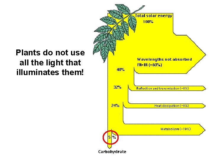 Plants do not use all the light that illuminates them! 