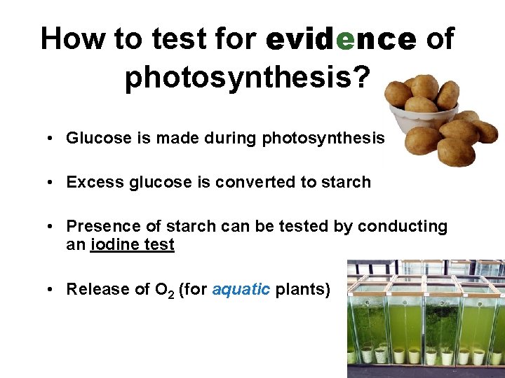 How to test for evidence of photosynthesis? • Glucose is made during photosynthesis •