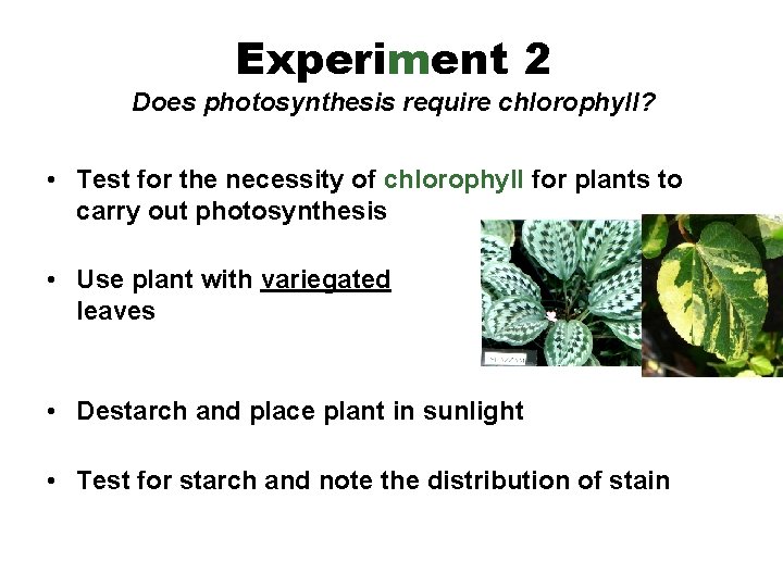 Experiment 2 Does photosynthesis require chlorophyll? • Test for the necessity of chlorophyll for