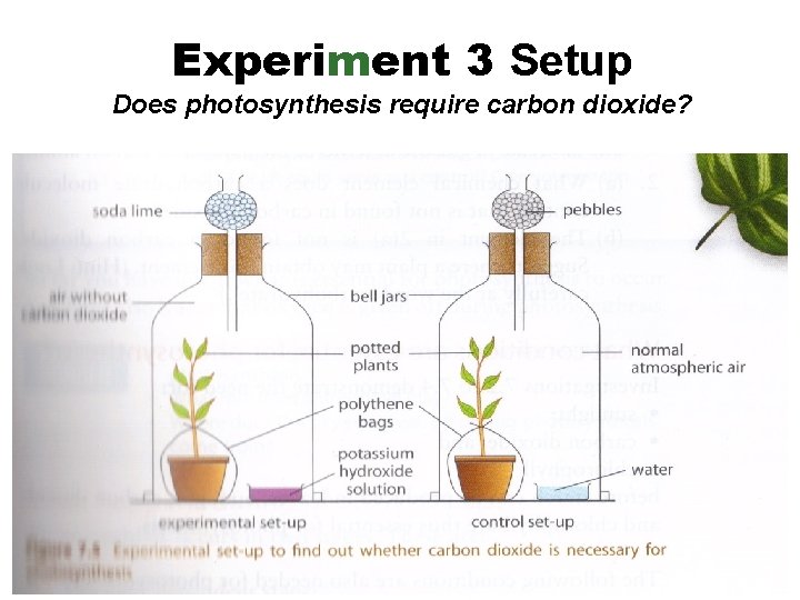 Experiment 3 Setup Does photosynthesis require carbon dioxide? 