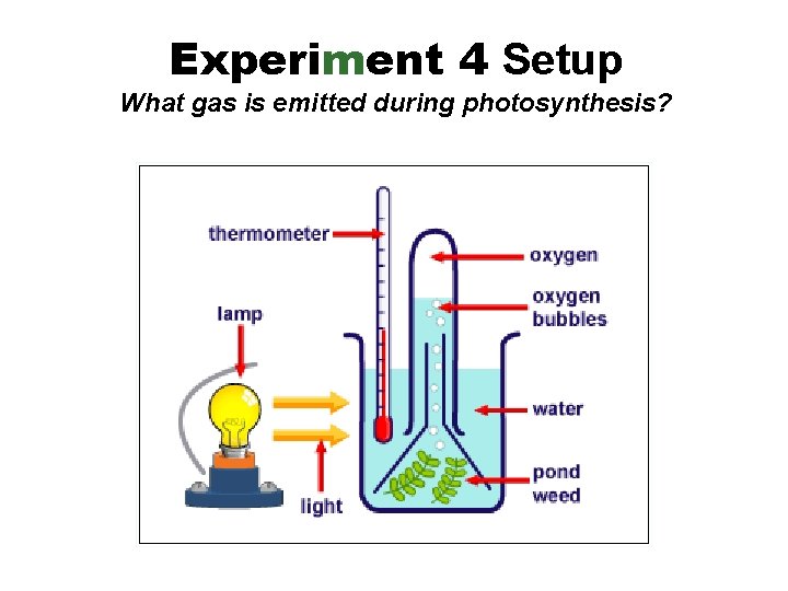 Experiment 4 Setup What gas is emitted during photosynthesis? 