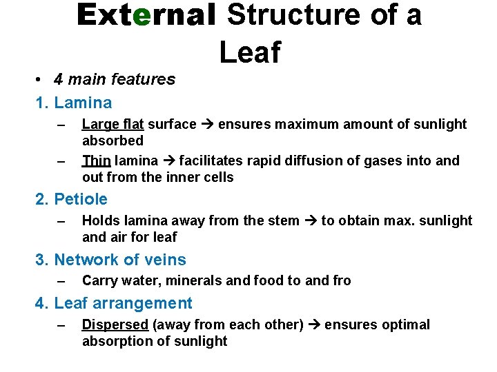 External Structure of a Leaf • 4 main features 1. Lamina – – Large