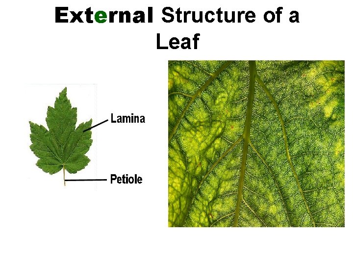 External Structure of a Leaf 