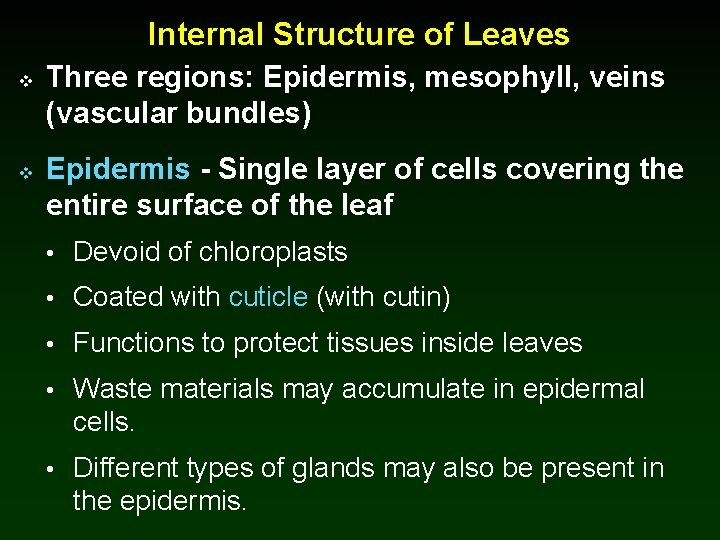 Internal Structure of Leaves v v Three regions: Epidermis, mesophyll, veins (vascular bundles) Epidermis