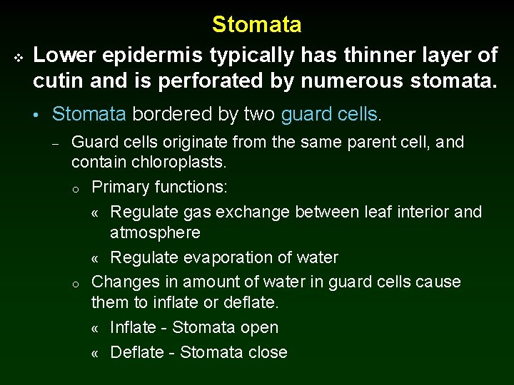 Stomata v Lower epidermis typically has thinner layer of cutin and is perforated by