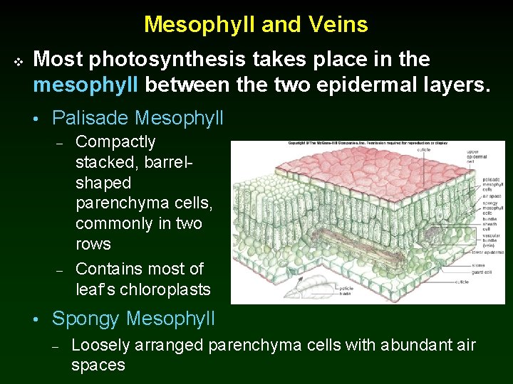 Mesophyll and Veins v Most photosynthesis takes place in the mesophyll between the two