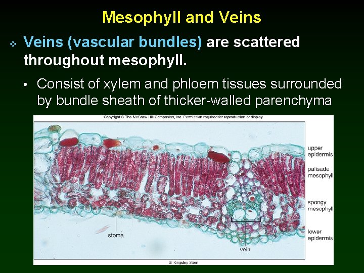 Mesophyll and Veins v Veins (vascular bundles) are scattered throughout mesophyll. • Consist of