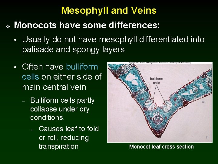Mesophyll and Veins v Monocots have some differences: • Usually do not have mesophyll