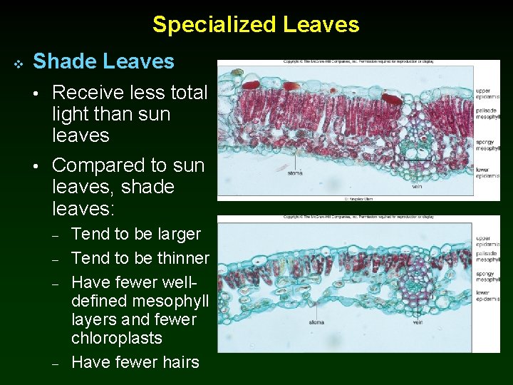 Specialized Leaves v Shade Leaves • Receive less total light than sun leaves •