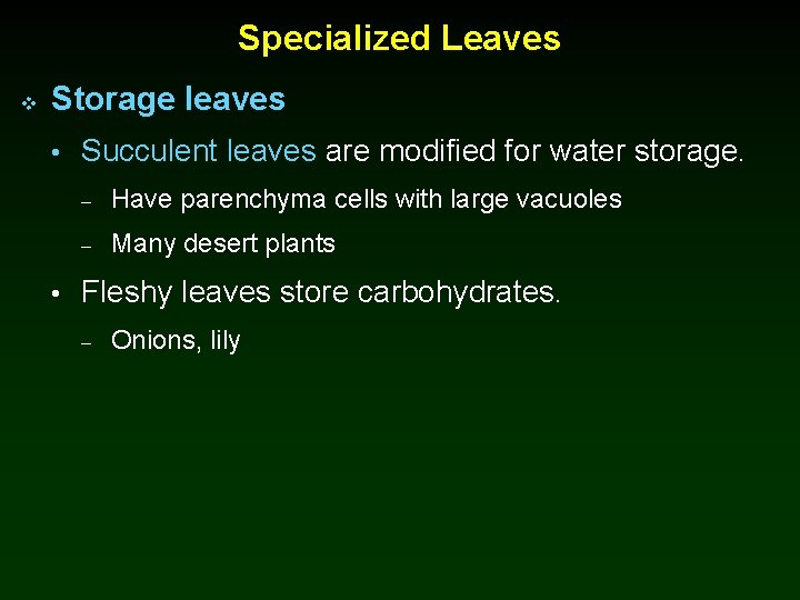 Specialized Leaves v Storage leaves • Succulent leaves are modified for water storage. –