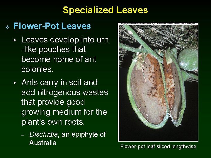 Specialized Leaves v Flower-Pot Leaves • Leaves develop into urn -like pouches that become