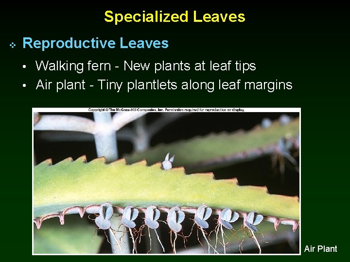 Specialized Leaves v Reproductive Leaves • Walking fern - New plants at leaf tips