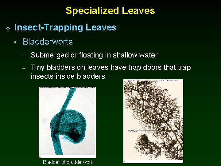 Specialized Leaves v Insect-Trapping Leaves • Bladderworts – Submerged or floating in shallow water