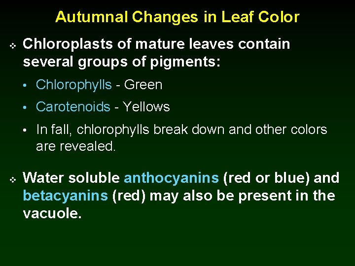 Autumnal Changes in Leaf Color v Chloroplasts of mature leaves contain several groups of
