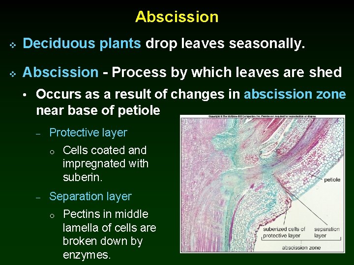 Abscission v Deciduous plants drop leaves seasonally. v Abscission - Process by which leaves