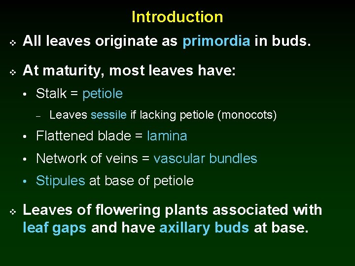 Introduction v All leaves originate as primordia in buds. v At maturity, most leaves