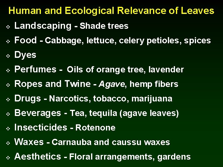 Human and Ecological Relevance of Leaves v Landscaping - Shade trees v Food -
