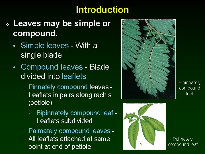 Introduction v Leaves may be simple or compound. • Simple leaves - With a