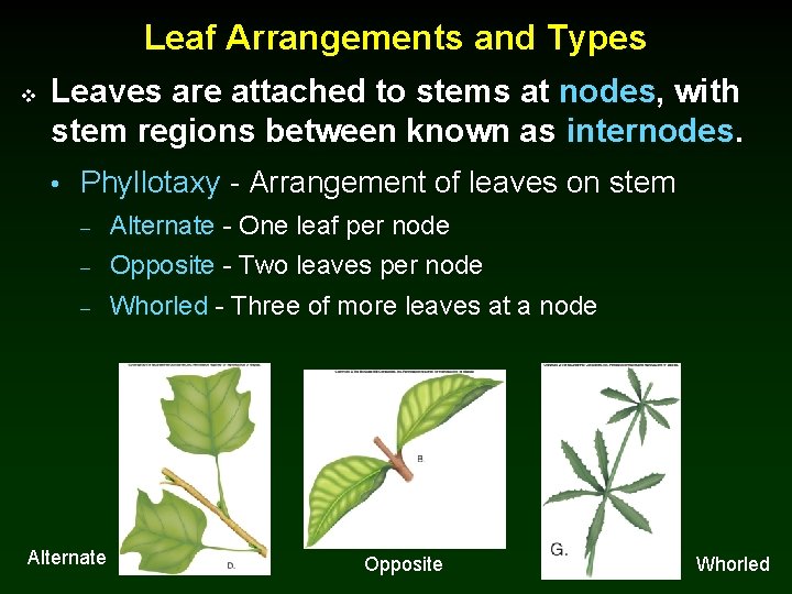 Leaf Arrangements and Types v Leaves are attached to stems at nodes, with stem