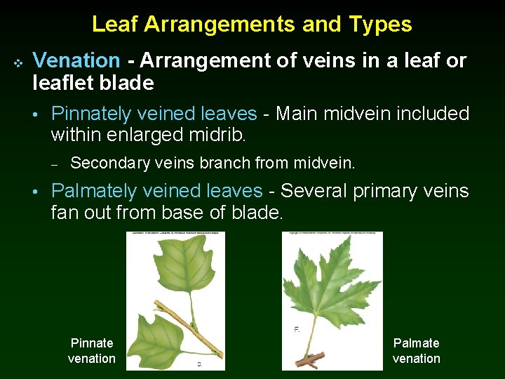 Leaf Arrangements and Types v Venation - Arrangement of veins in a leaf or