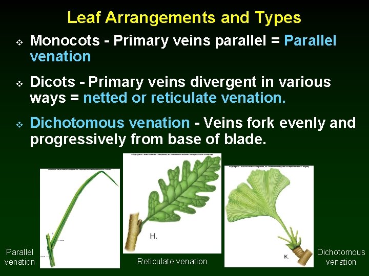 Leaf Arrangements and Types v v v Monocots - Primary veins parallel = Parallel