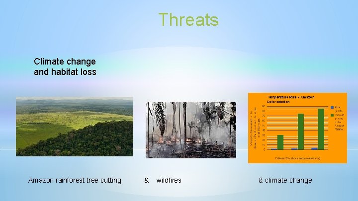 Threats Climate change and habitat loss Amazon rainforest tree cutting & wildfires & climate