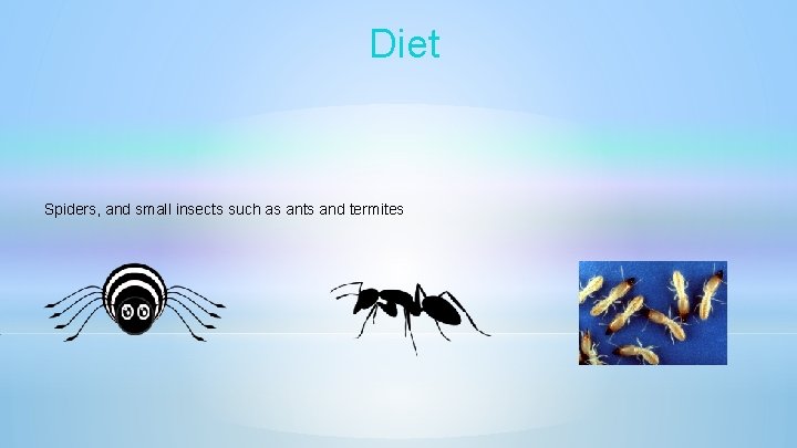 Diet Spiders, and small insects such as ants and termites 