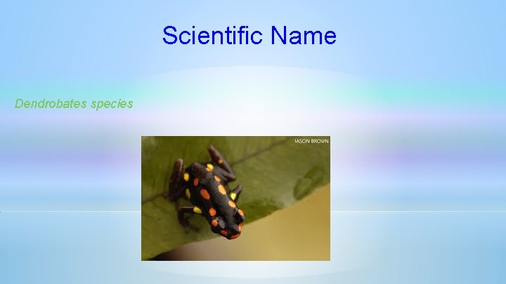 Scientific Name Dendrobates species 