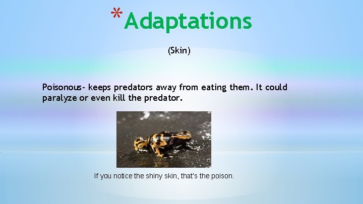 *Adaptations (Skin) Poisonous- keeps predators away from eating them. It could paralyze or even