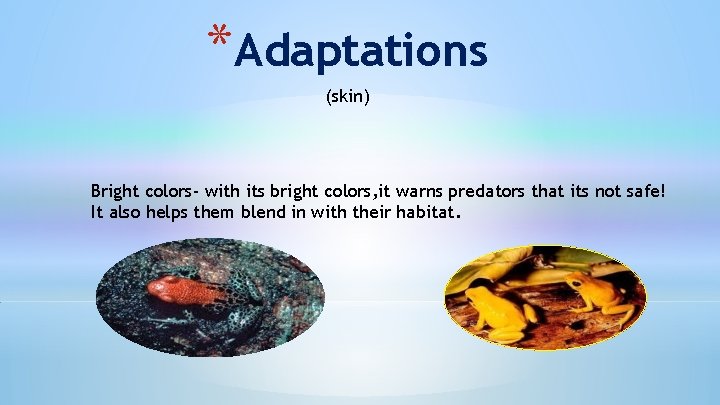 *Adaptations (skin) Bright colors- with its bright colors, it warns predators that its not