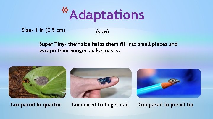 *Adaptations Size- 1 in (2. 5 cm) (size) Super Tiny- their size helps them