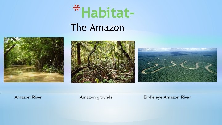 *Habitat- The Amazon 