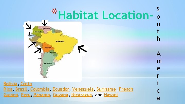 *Habitat Location- Bolivia, Costa Rica, Brazil, Colombia, Ecuador, Venezuela, Suriname, French Guiana, Peru, Panama,