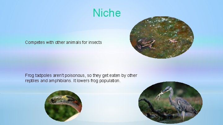 Niche Competes with other animals for insects Frog tadpoles aren’t poisonous, so they get