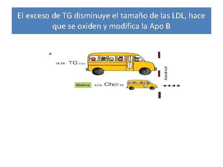 El exceso de TG disminuye el tamaño de las LDL, hace que se oxiden