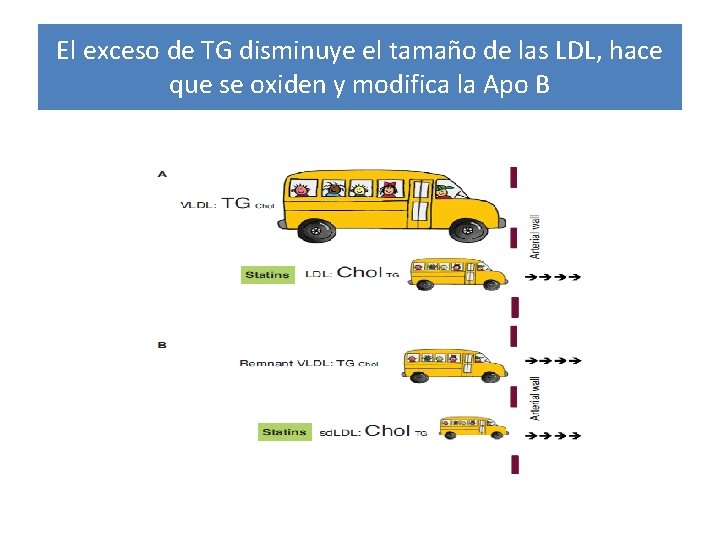 El exceso de TG disminuye el tamaño de las LDL, hace que se oxiden