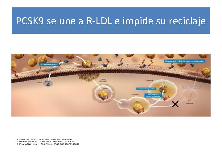 PCSK 9 se une a R-LDL e impide su reciclaje 